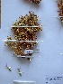  (Blepharis furcata - HS1813)  @12 [ ] No Rights Reserved  Unspecified Unspecified