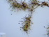  (Blepharis macra - HS1823)  @12 [ ] No Rights Reserved  Unspecified Unspecified