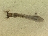  (Helodon irkutensis - ACBB730)  @12 [ ] Unspecified (default): All Rights Reserved  Unspecified Unspecified
