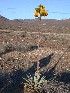  (Agave vizcainoensis - GE02173)  @11 [ ] CreativeCommons - Attribution Non-Commercial Share-Alike (2011) Abisai J. Garcia Mendoza Universidad Nacional Autonoma de Mexico, Instituto de Biologia