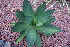  (Agave ellemeetiana - GE02161)  @11 [ ] CreativeCommons - Attribution Non-Commercial Share-Alike (2011) Abisai J. Garcia Mendoza Universidad Nacional Autonoma de Mexico, Instituto de Biologia