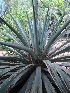  (Agave lurida - GE02163)  @11 [ ] CreativeCommons - Attribution Non-Commercial Share-Alike (2011) Abisai J. Garcia Mendoza Universidad Nacional Autonoma de Mexico, Instituto de Biologia