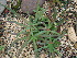  (Agave nizandensis - GE02164)  @11 [ ] CreativeCommons - Attribution Non-Commercial Share-Alike (2011) Abisai J. Garcia Mendoza Universidad Nacional Autonoma de Mexico, Instituto de Biologia