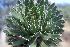  (Agave polianthiflora - GE02168)  @11 [ ] CreativeCommons - Attribution Non-Commercial Share-Alike (2011) Abisai J. Garcia Mendoza Universidad Nacional Autonoma de Mexico, Instituto de Biologia
