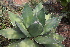  (Agave titanota - GE02171)  @11 [ ] CreativeCommons - Attribution Non-Commercial Share-Alike (2011) Abisai J. Garcia Mendoza Universidad Nacional Autonoma de Mexico, Instituto de Biologia