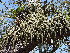  (Aporocactus - GE02427)  @11 [ ] Copyright  Salvador Arias Unspecified