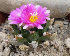  ( - GE02225.6)  @11 [ ] Copyright  Salvador Arias Unspecified