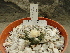  ( - GE02226.6)  @11 [ ] Copyright  Salvador Arias Unspecified