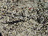  (Astrophytum - GE02475)  @11 [ ] Copyright  Salvador Arias Unspecified