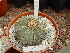  (Aztekium hintonii - GE02264.6)  @11 [ ] Copyright  Salvador Arias Unspecified