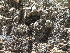  (Aztekium - GE02260.6)  @11 [ ] Copyright  Salvador Arias Unspecified