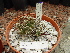  ( - GE02432)  @11 [ ] Copyright  Salvador Arias Unspecified