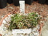  (Cumarinia - GE02433)  @11 [ ] Copyright  Salvador Arias Unspecified