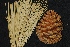  ( - GE02209)  @11 [ ] Copyright (2009) David Gernandt Unspecified