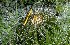  ( - GE02282.6)  @11 [ ] Copyright  Salvador Arias Unspecified