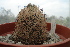  (Echinomastus - GE02458)  @11 [ ] Copyright  Salvador Arias Unspecified