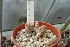  (Epithelantha micromeris - GE02460)  @11 [ ] Copyright  Salvador Arias Unspecified