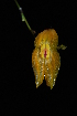  (Lepanthes tenuiloba - GE02130)  @11 [ ] Copyright  Gerardo Salazar, 2010 Unspecified