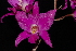  (Laelia gouldiana - GE02291.6)  @11 [ ] Copyright  Gerardo Salazar, 2010 Unspecified