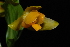  (Lycaste aromatica - GE02303.6)  @11 [ ] Copyright  Gerardo Salazar, 2010 Unspecified