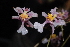  (Oncidium sotoanum - GE02316.6)  @11 [ ] Copyright  Gerardo Salazar, 2010 Unspecified