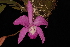  (Laelia speciosa - GE02412)  @11 [ ] Copyright  Gerardo Salazar, 2010 Unspecified