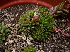  (Graptopetalum saxifragoides - GE02396)  @11 [ ] Copyright (2010) J. Reyes 2026 Unspecified