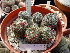  ( - GE02272.6)  @11 [ ] Copyright  Salvador Arias Unspecified