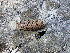  ( - GE02413)  @11 [ ] Copyright  David Gernandt Unspecified