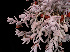  (Sedum craigii - GE02399)  @11 [ ] Copyright (2010) J. Reyes 2027 Unspecified