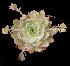  (Sedum suaveolens - GE02398)  @11 [ ] Copyright (2010) J. Reyes 2031 Unspecified