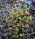  (Sedum torulosum - GE02328.7)  @11 [ ] Copyright (2009) J. Reyes 2018 Unspecified