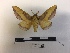  ( - EL21823)  @11 [ ] Copyright (2019) Rodolphe Rougerie French Museum of Natural History