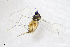  (Rhopalomyia bigeloviae - 07060MS142021)  @11 [ ] CreativeCommons - Attribution Share-Alike (by-sa) (2022) Quinlyn Baine University of New Mexico