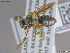  ( - UAMObs:Ento:245405)  @11 [ ] CreativeCommons  Attribution Non-Commercial No Derivatives (2022) Derek Sikes University of Alaska Museum