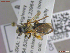  ( - UAMObs:Ento:245406)  @11 [ ] CreativeCommons  Attribution Non-Commercial No Derivatives (2022) Derek Sikes University of Alaska Museum