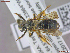  ( - UAMObs:Ento:245676)  @11 [ ] CreativeCommons  Attribution Non-Commercial No Derivatives (2022) Derek Sikes University of Alaska Museum