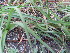  (Aloe nubigena - BHD353)  @11 [ ] No Rights Reserved  Unspecified Unspecified