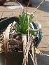  (Aloe integra - BHD482)  @11 [ ] No Rights Reserved  Unspecified Unspecified