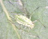  ( - BIOUG07984-A08)  @12 [ ] CreativeCommons - Attribution (2011) M. Alex Smith Centre for Biodiversity Genomics