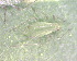  ( - BIOUG07984-B06)  @12 [ ] CreativeCommons - Attribution (2011) M. Alex Smith Centre for Biodiversity Genomics