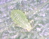  ( - BIOUG07984-B09)  @12 [ ] CreativeCommons - Attribution (2011) M. Alex Smith Centre for Biodiversity Genomics