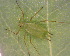  ( - BIOUG07983-D12)  @12 [ ] CreativeCommons - Attribution (2011) M. Alex Smith Centre for Biodiversity Genomics
