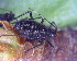  ( - BIOUG07983-E09)  @12 [ ] CreativeCommons - Attribution (2011) M. Alex Smith Centre for Biodiversity Genomics