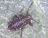  ( - BIOUG07984-F05)  @12 [ ] CreativeCommons - Attribution (2011) M. Alex Smith Centre for Biodiversity Genomics