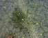  ( - BIOUG07984-G09)  @12 [ ] CreativeCommons - Attribution (2011) M. Alex Smith Centre for Biodiversity Genomics