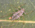  ( - BIOUG07984-H07)  @12 [ ] CreativeCommons - Attribution (2011) M. Alex Smith Centre for Biodiversity Genomics