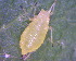  ( - BIOUG07985-A03)  @12 [ ] CreativeCommons - Attribution (2011) M. Alex Smith Centre for Biodiversity Genomics
