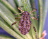 ( - BIOUG07985-B12)  @12 [ ] CreativeCommons - Attribution (2011) M. Alex Smith Centre for Biodiversity Genomics