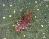  ( - BIOUG07985-D09)  @12 [ ] CreativeCommons - Attribution (2011) M. Alex Smith Centre for Biodiversity Genomics